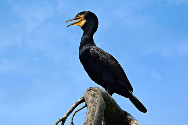 A Cormorant perched on an dead tree.