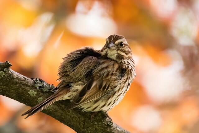 A fox sparrow ruffles its feathers.