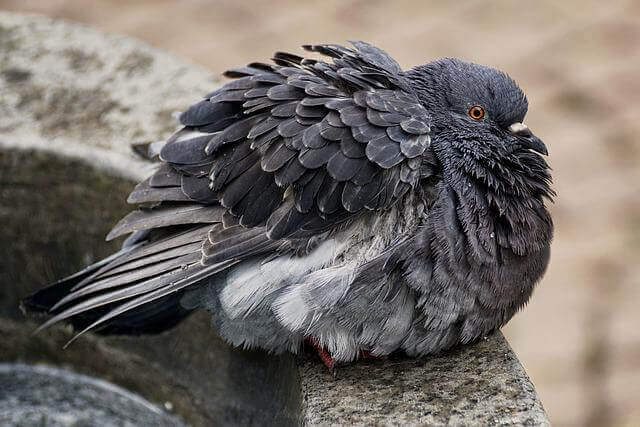 A dove with its feathers fluffed up.
