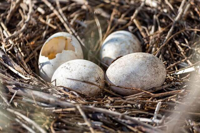 A birds nest witha broken egg.