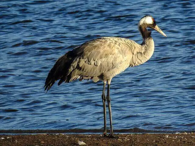 A Eurasion Crane on the shoreline.