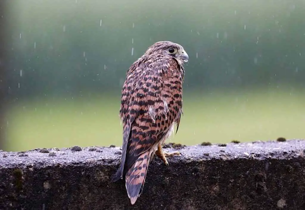 A Common Kestrel perched on a fence while its raining.
