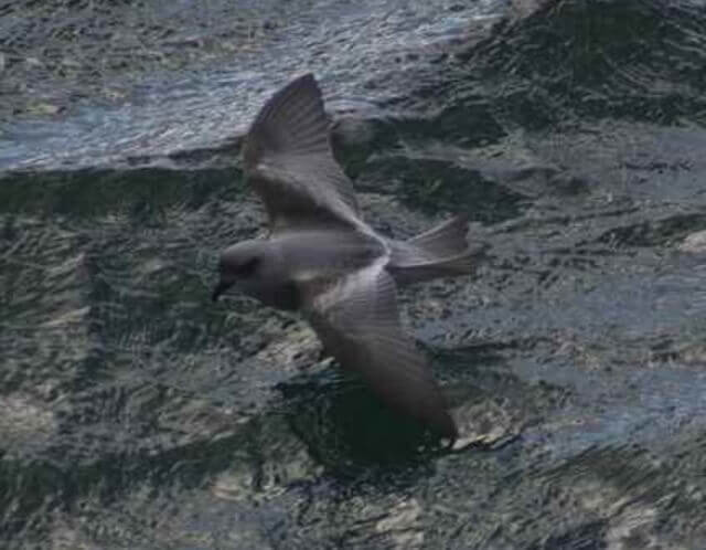 A fork-tailed storm petrel gliding above the water.