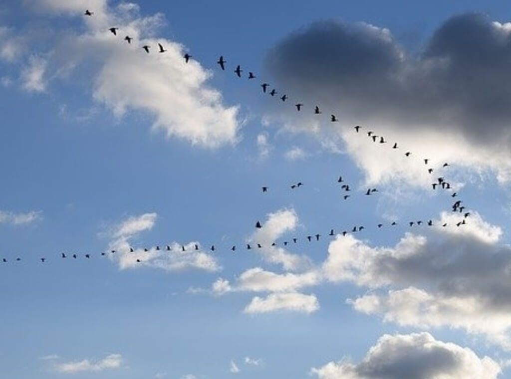 geese flying in a v formation