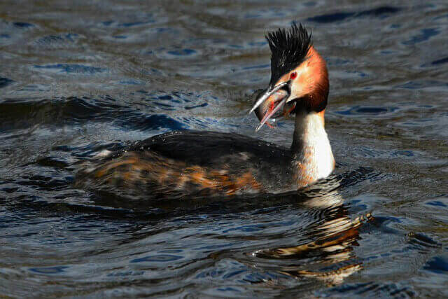 A great-crested grebe in the water with a fish in its mouth.