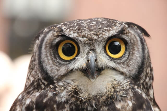 A great-horned owl staring.