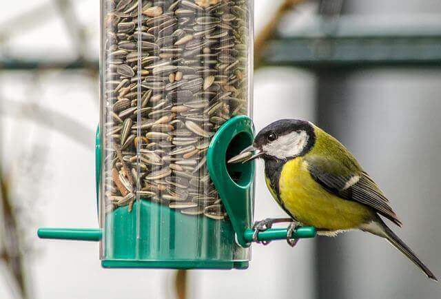 A great tit eating sunflower seeds from a tube feeder.