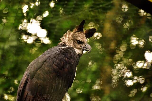 A harpy eagle perched on a tree.