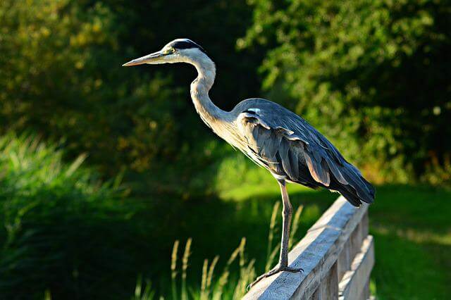 A heron perched on a railing.
