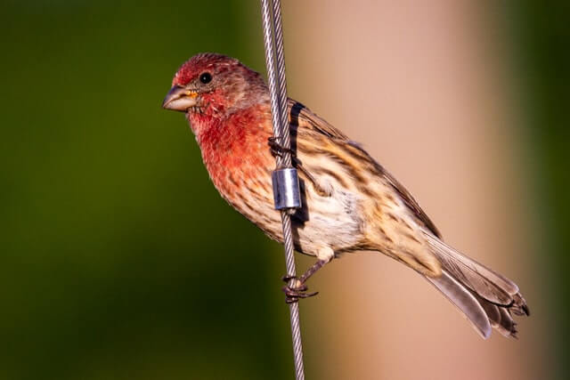 A house finch perched on a cable.