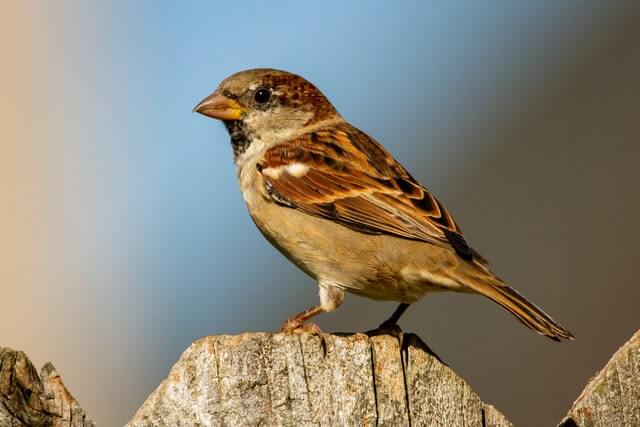 A male house sparrow perched on a fence.

