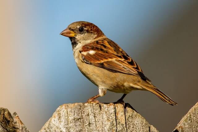 do bluebirds travel in flocks