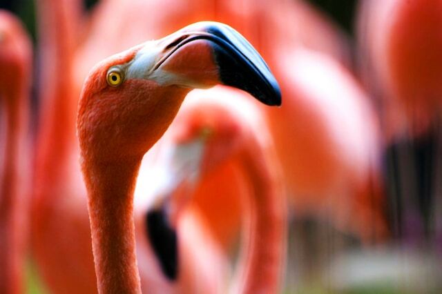 A close-up shot of a Flamingo's eyes.