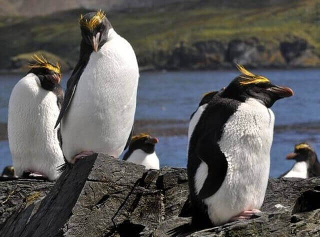A group of Macaroni Penguins perched on rocks.