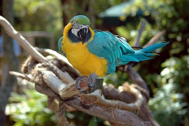 A Macaw parrot.