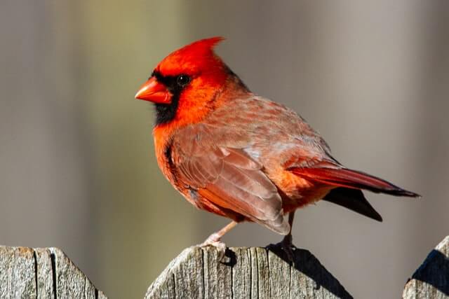 A male Northern Cardinal perched on a wooden fence.