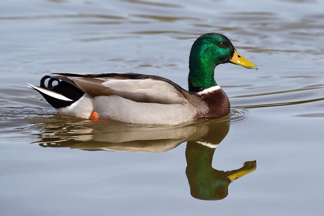 A mallard duck swimming on the water.