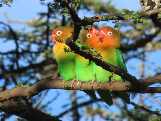 Three African lovebirds perched on a tree.