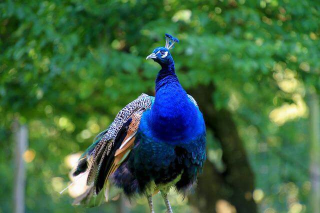 A blue peacock.