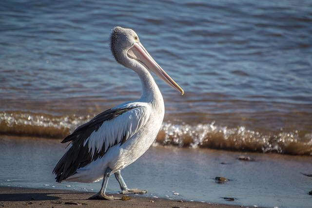 A pelican walking along the shore.