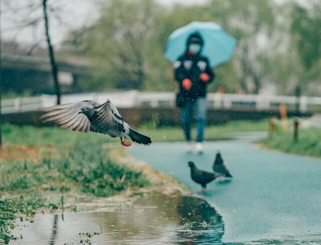 A pigeon flying in the rain.