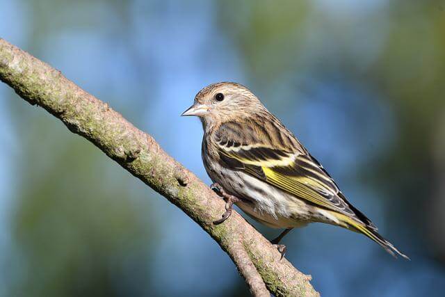 A pine siskin perched on a tree.