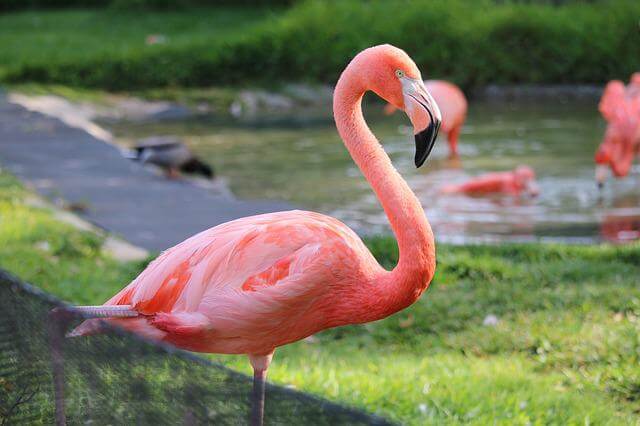 A pink flamingo.