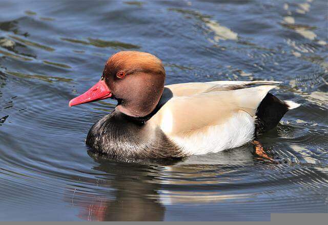 A Red-Crested Pochard swimming in the water.