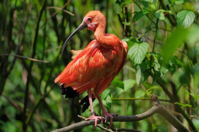 A scarlet ibis perched on a tree.