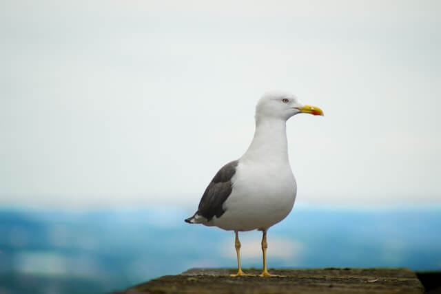 Seagull standing to attention

