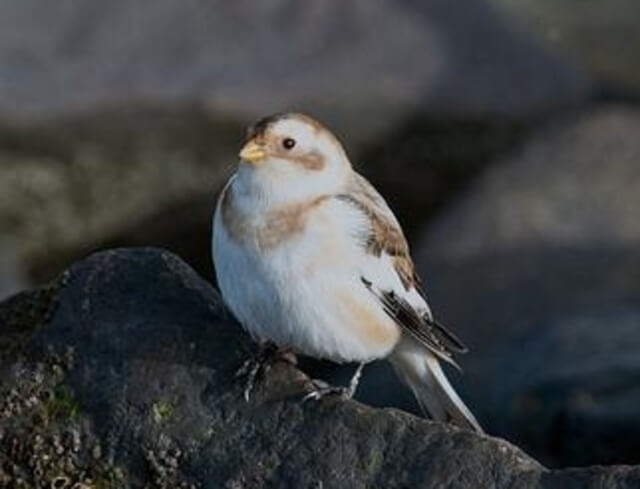 A Snow bunting perched on a rock.