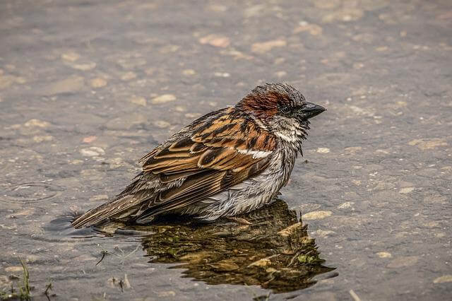 A brown sparrow bathing in a water fountain.