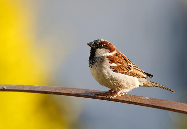 A sparrow perched on a railing.