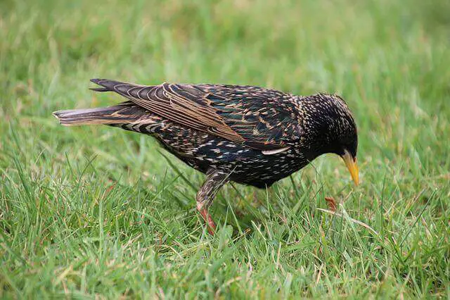 A European starling foraging through grass for worms.