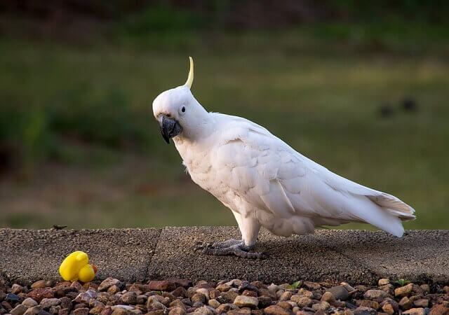 A Sulfur-crested Cockatoo foraging on the ground.