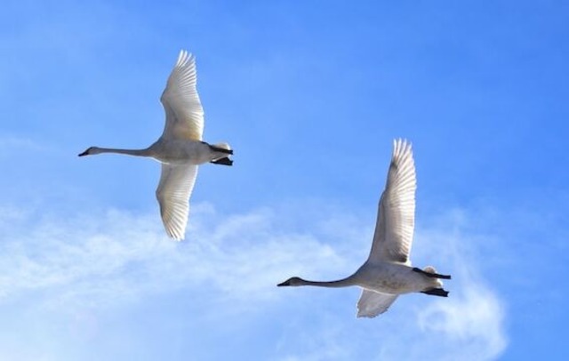 A close-up shot of two swans out of a group, flying in a V-formation.