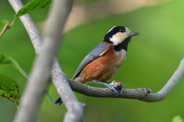  A varied tit perched on a tree.