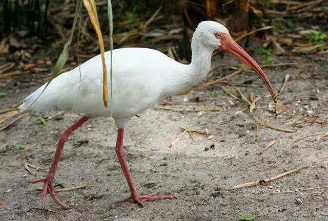 A white ibis walking.