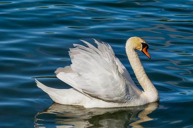 A white swan floating on the water.