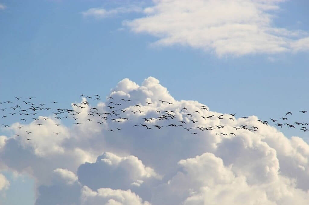 A flock of geese migrating.