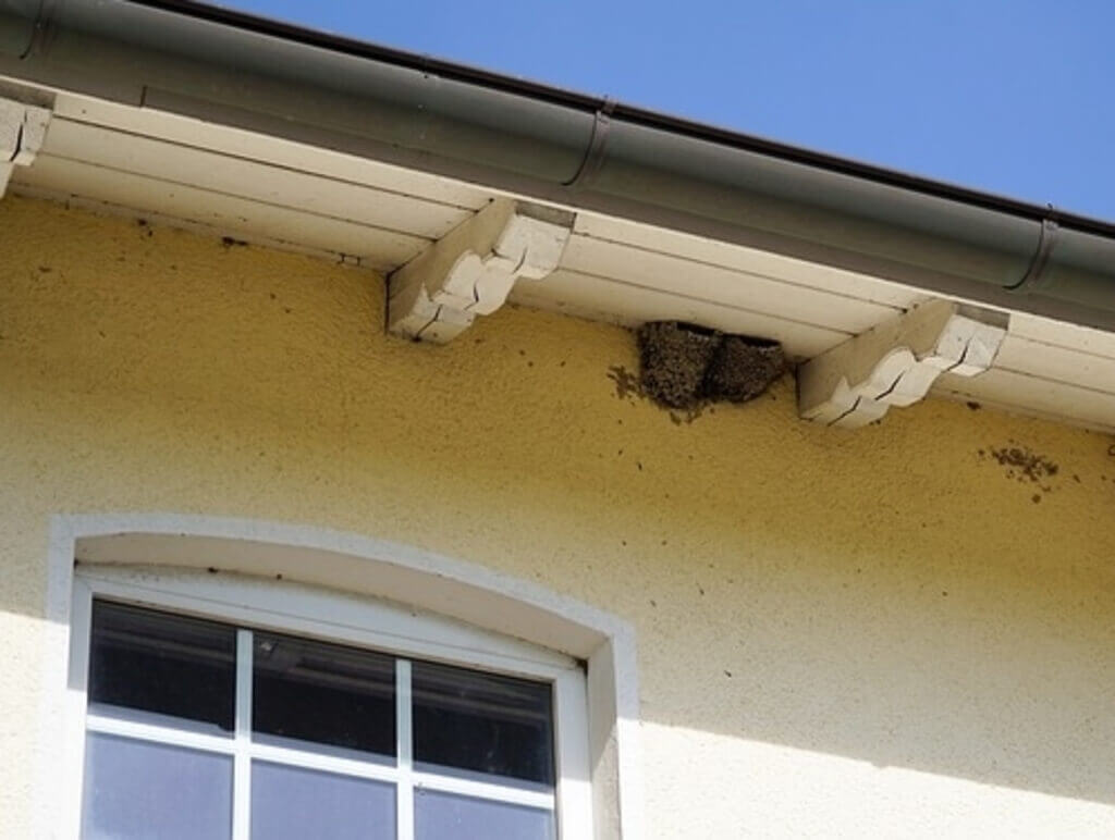A swallows nest under an eaves under roof.