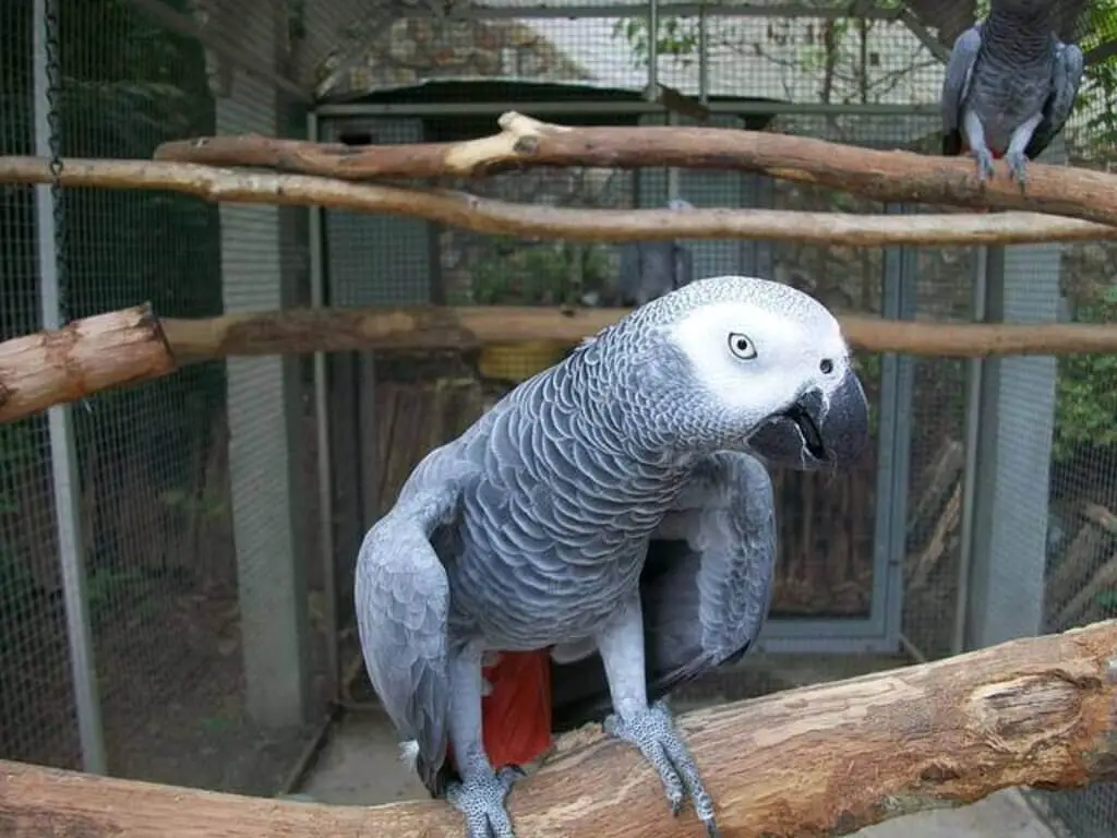An African Gray Parrot talking.