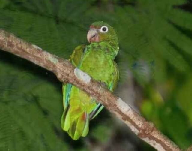 An Amazon Parrot perched on a tree branch.
