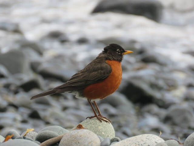 An American robin perched on a rock.