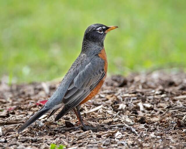 An American robin foraging on the ground.