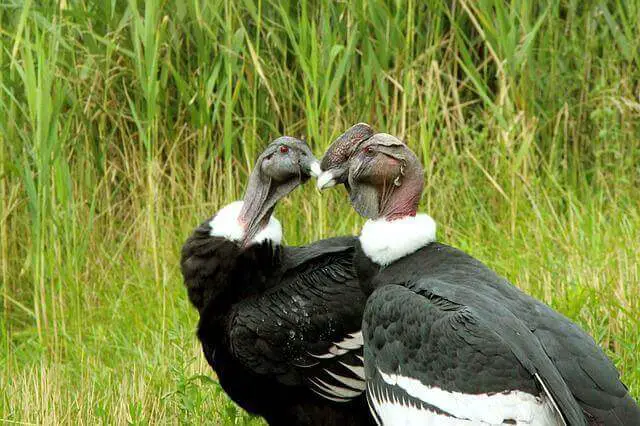Two Andean Condors. 