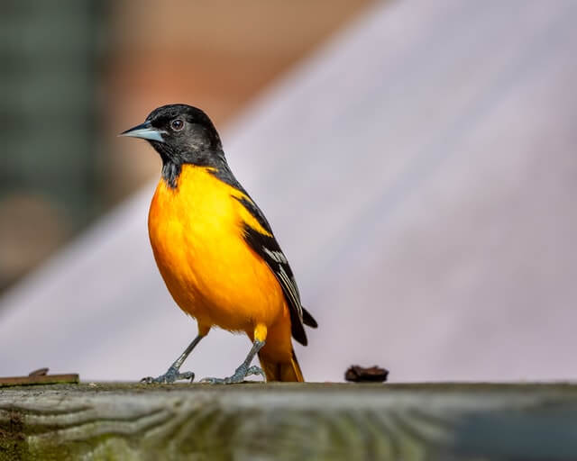 A Baltimore Oriole on a deck.