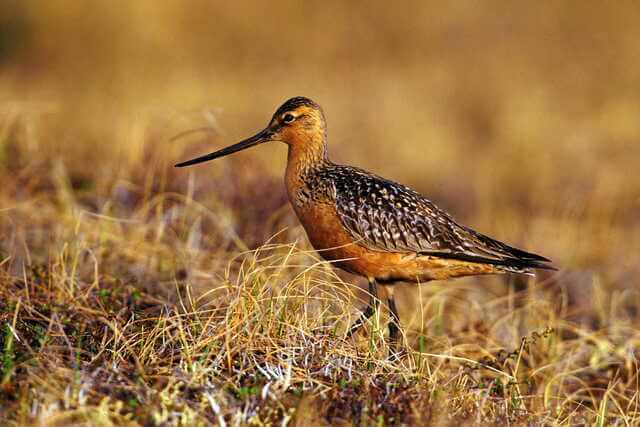 A Bar-tailed Godwit foraging on the ground.
