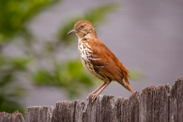 A Brown Thrasher perched on a wooden fence.
