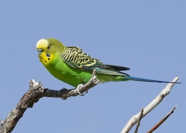 A Budgerigar​​​​​​​ (Budgie) perched on a tree.